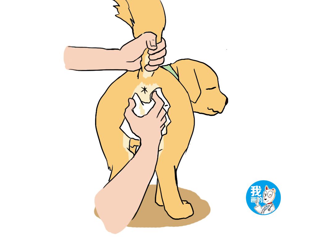 狗狗肛门腺发炎怎么治疗,狗狗肛门腺发炎烂洞该用什么药