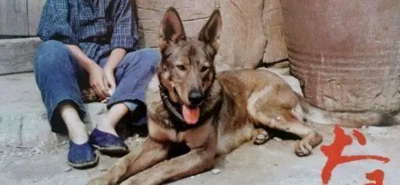功勋军犬为拍戏被炸死片段,为了电影而被炸成碎片的军犬