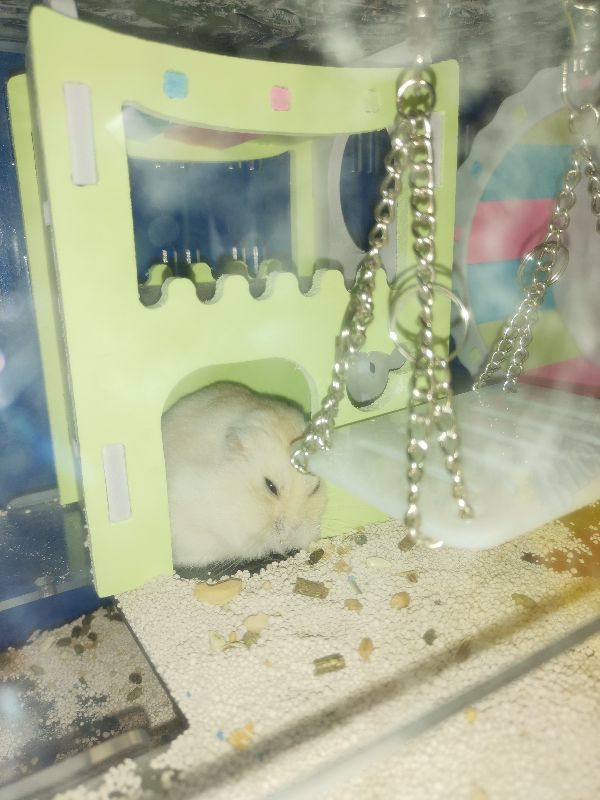 新手养仓鼠还是金丝熊,新手可以养布丁仓鼠吗