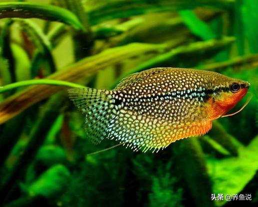 观赏鱼打氧多久合适,养观赏鱼需要加温吗