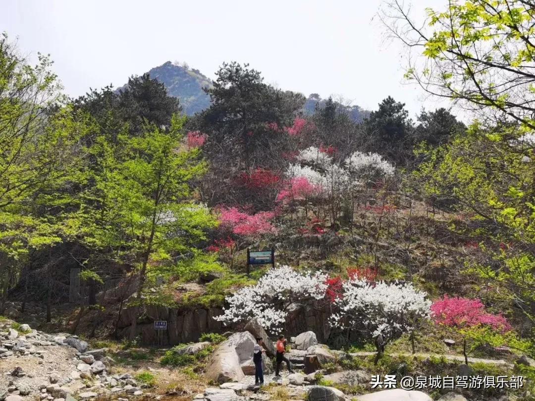 济南周边自驾1-2小时的好去处,2021济南出发五一自驾游推荐