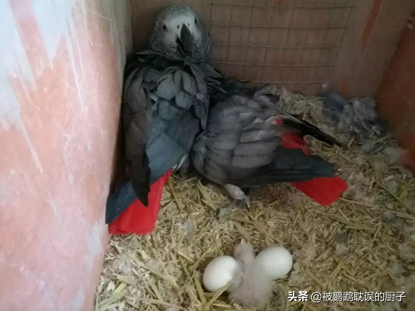 为什么鹦鹉总是掉毛翅膀发抖,我家鹦鹉掉毛严重怎么办