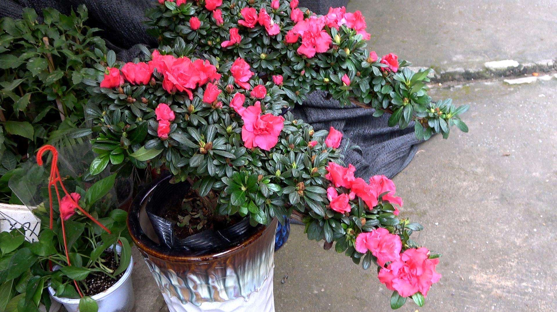 养杜鹃花小窍门视频讲解,养杜鹃花的妙招