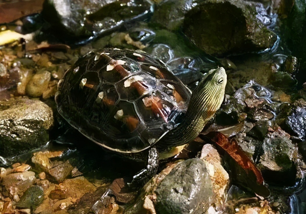龟类纪录片,龟类图片