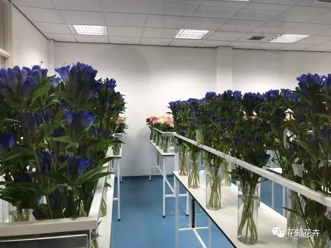 鲜花为什么最爱这一口！｜花呆子的荷兰鲜花游记（二）