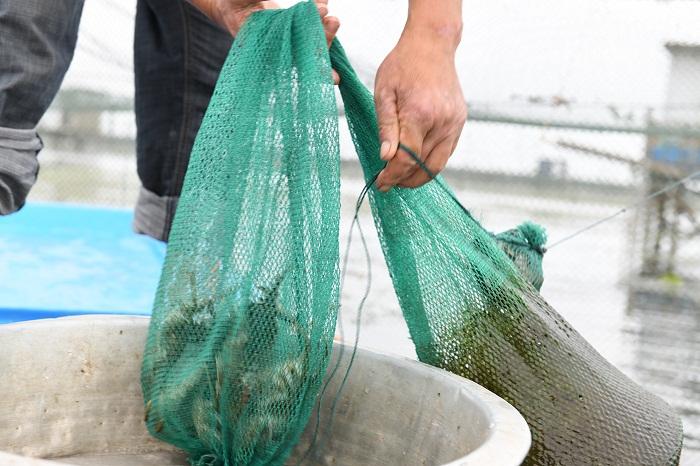 阳澄湖大闸蟹最佳品蟹时间,去阳澄湖吃正宗大闸蟹攻略来了