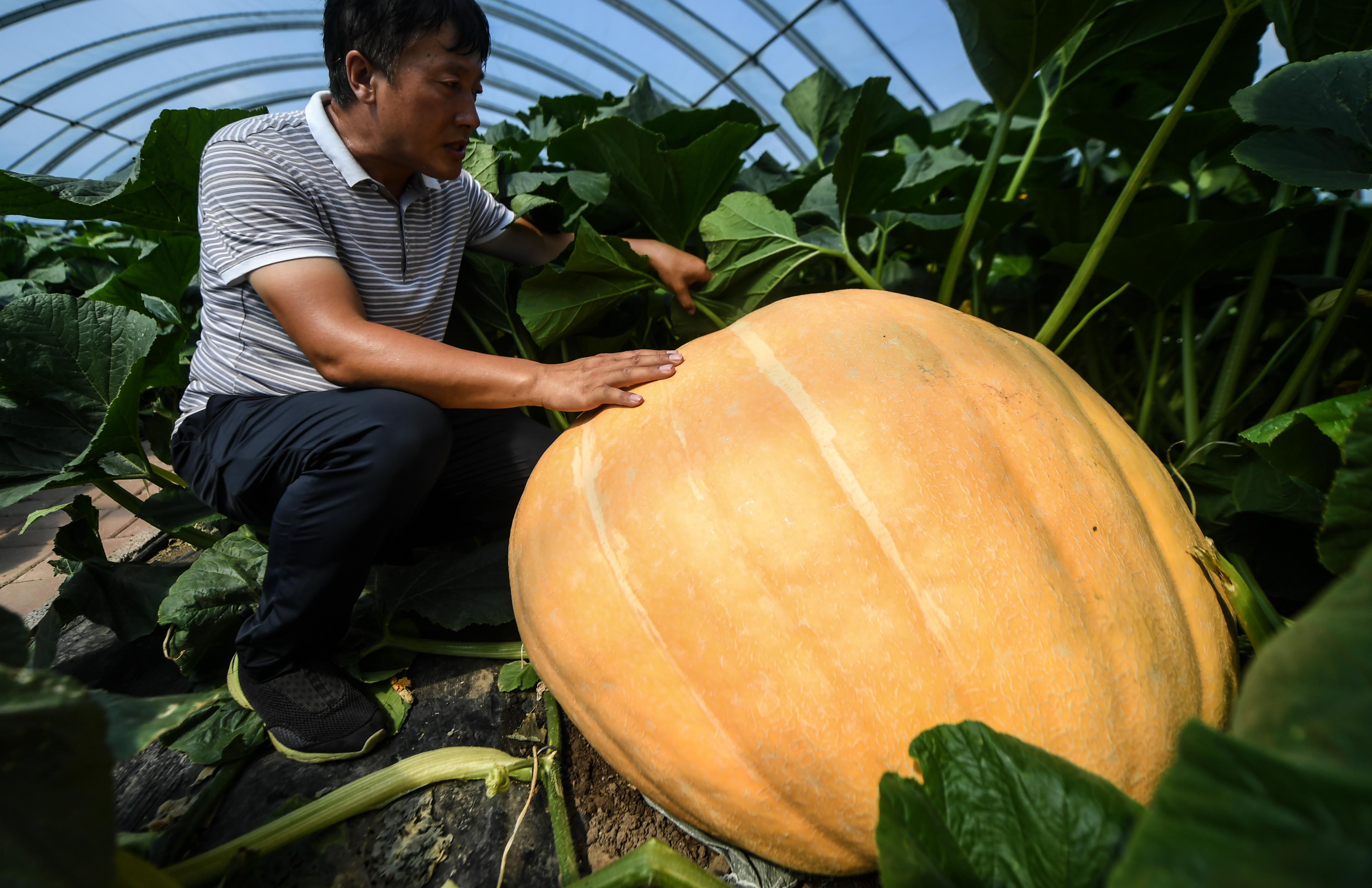 南瓜马车真要来？成都种出200斤巨型南瓜，网友：到底能不能吃？