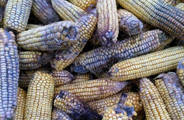 防止粮食霉变最有意义的措施,玉米霉变影响价格