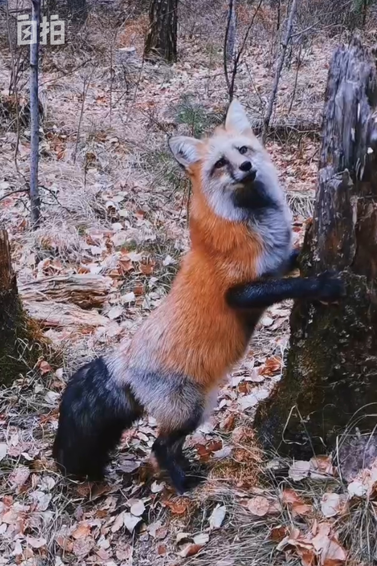 我，东北开过砖厂，巴黎刷过盘子，58岁再转型，从厨师变成摄影师