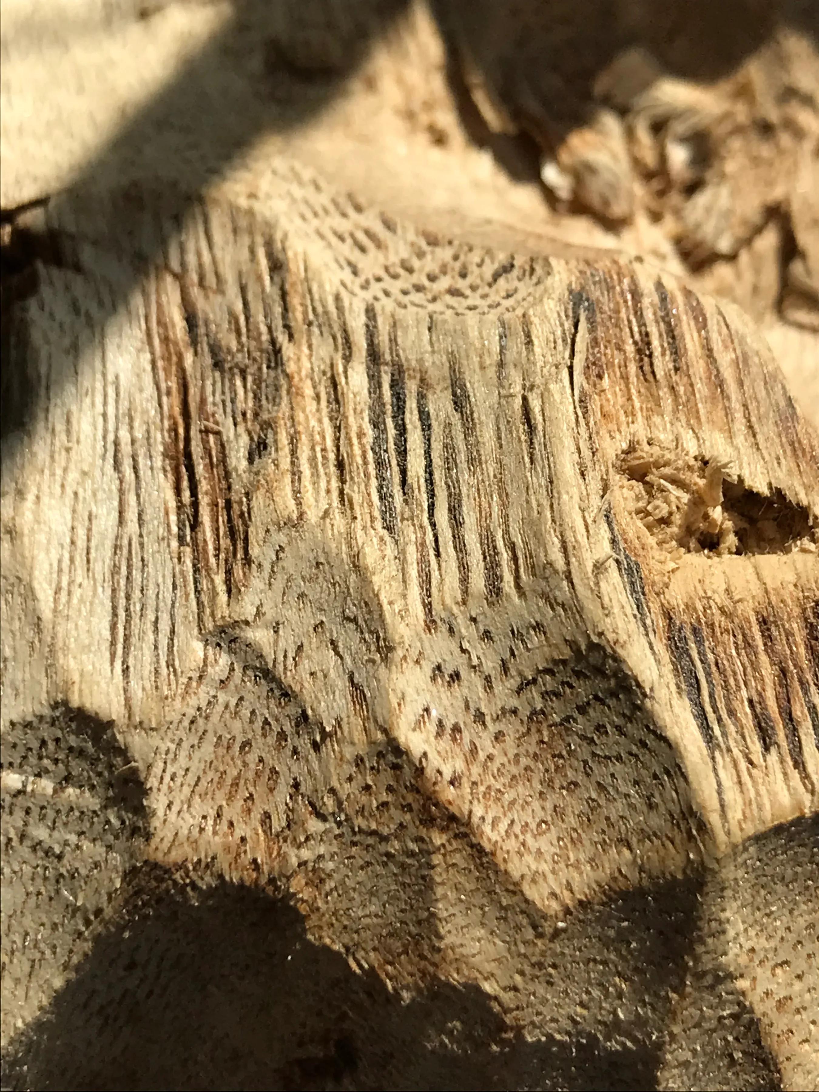 一颗珠子教你认识沉香,一颗珠子演绎音乐