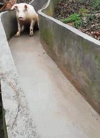 搞笑gif妹子的内心是崩溃的,搞笑gif妹子原来是个逗比