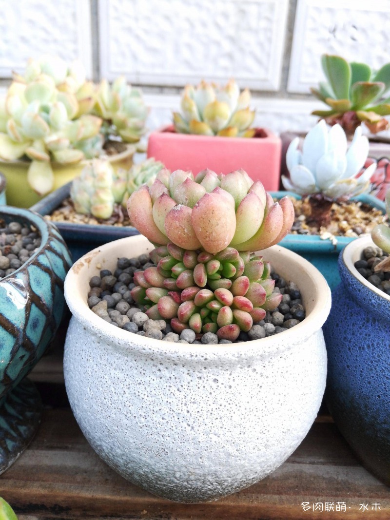 这才是多肉夏天该有的样子,多肉短期内颜值最高的时刻