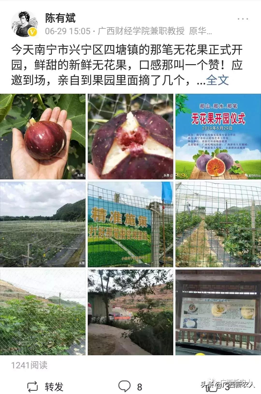 南宁那笔村无花果,南宁摘无花果