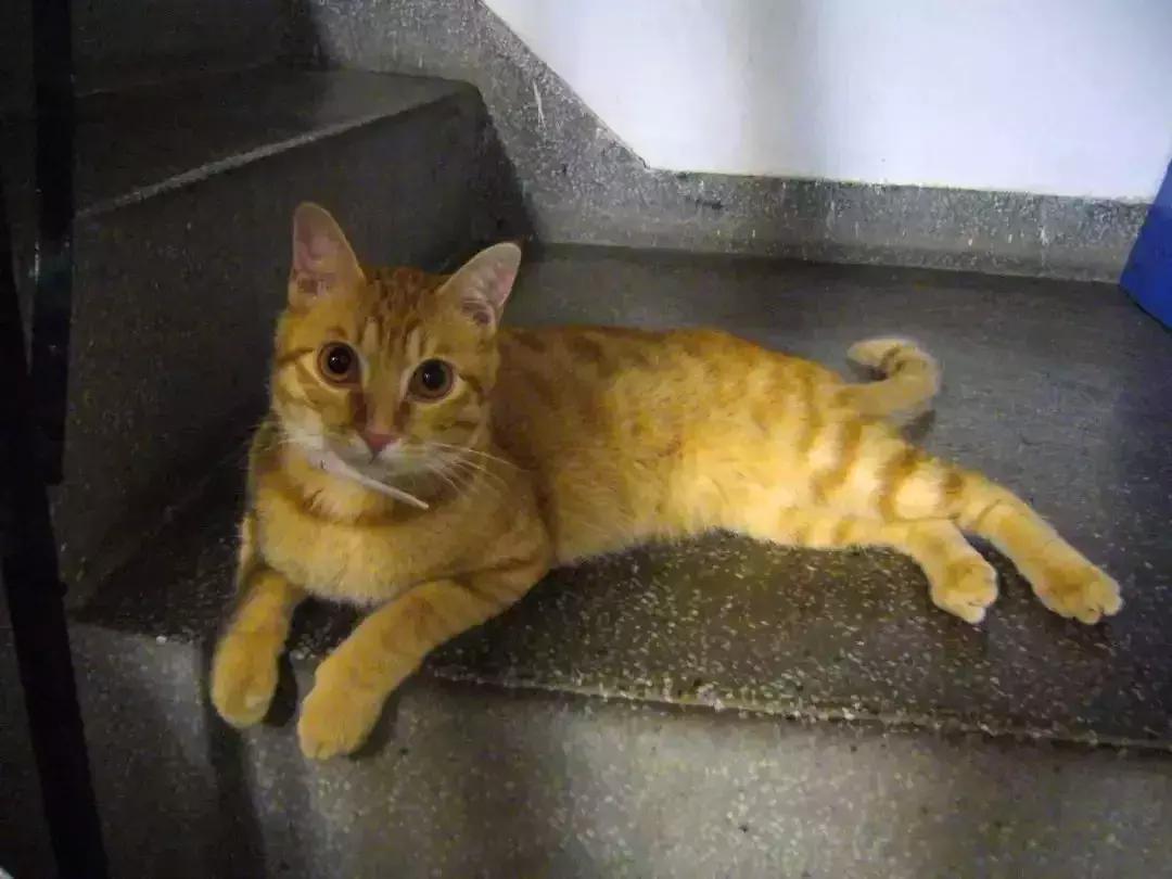 铲屎官教德牧技能,铲屎官怎样训练猫咪抓老鼠