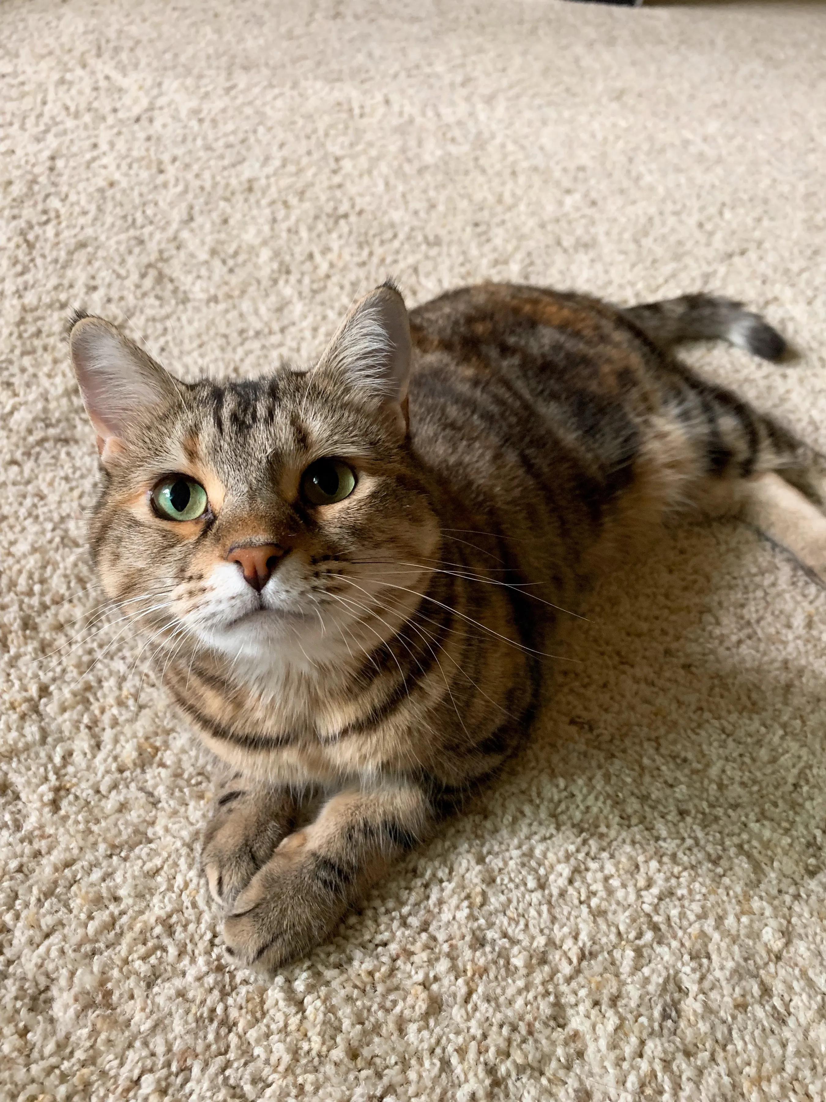 领养代替购买的内容,领养代替购买视频