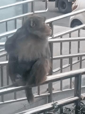 黄鼠狼在超市偷东西,黄鼠狼超市偷火腿肠