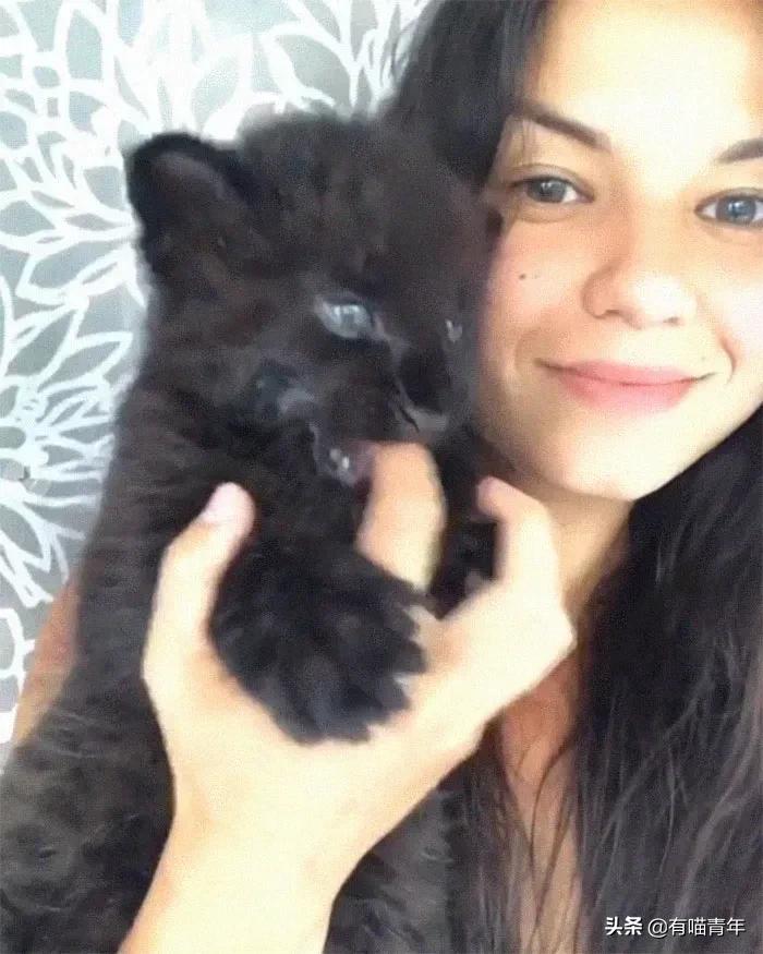 战斗民族的猫就是虎,战斗中的民族猫