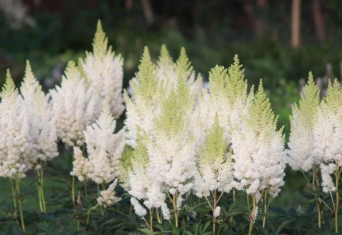 落新妇耐寒程度,拯救花园植物