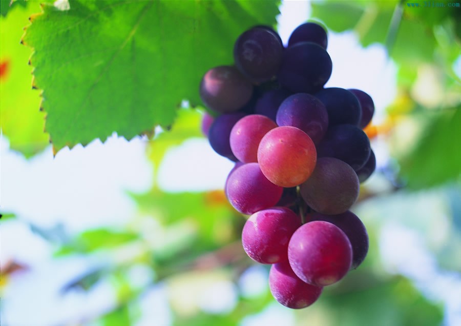 葡萄病害防治识别图谱,葡萄病害鉴定图谱