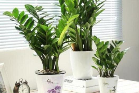 金钱树叶子发黄烂根怎么办,金钱树叶子黄怎么办小妙招