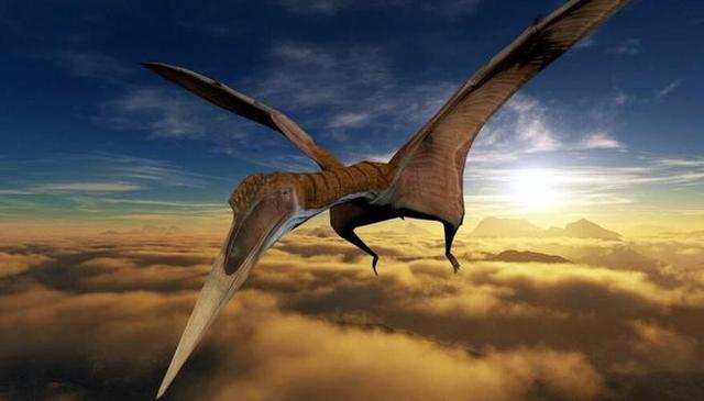 现实中拍摄到的翼龙,一百年前翼龙照片