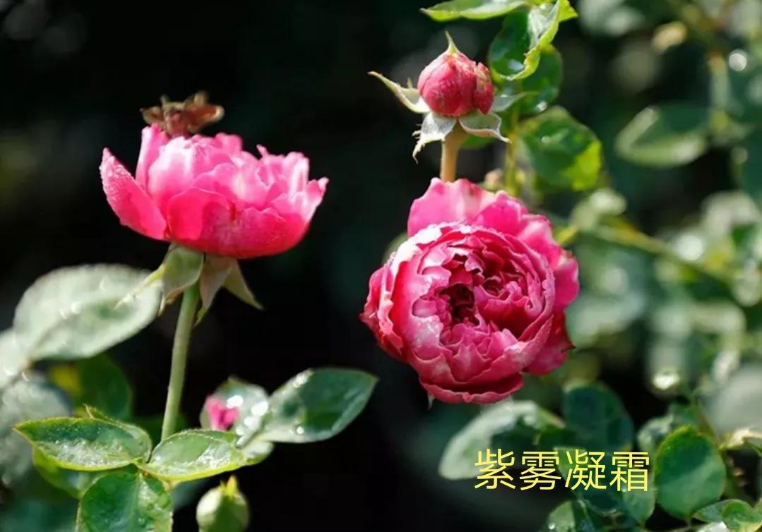 适合做切花的月季品种,十大公认最好切花月季