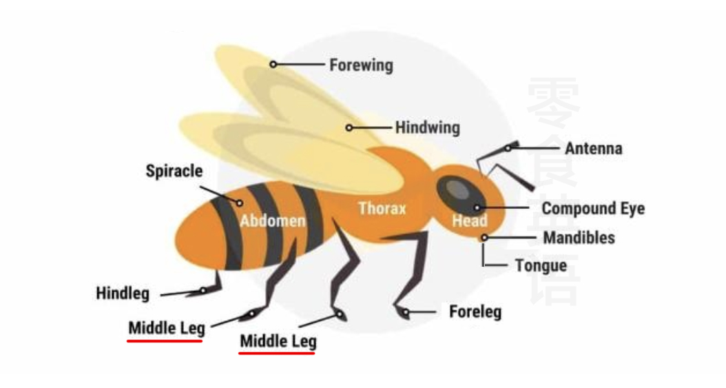 蜜蜂身体部位的英文,蜜蜂的各个部位名称