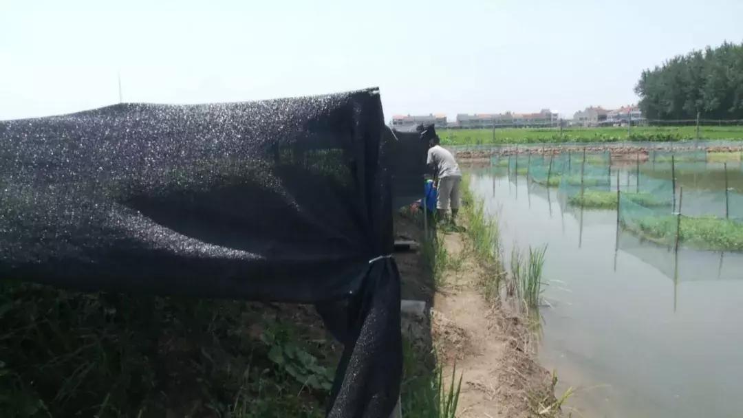 它的身上“藏”宝贝，市场供应量10%，一公斤卖2万5！养它还要有秘密装置