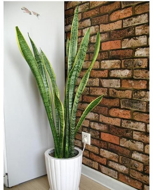 净化空气最好的盆栽,净化空气最强的花卉