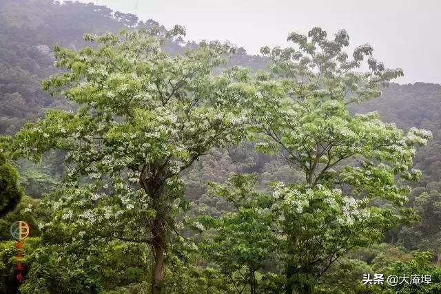 潮汕赏花一日游最佳去处,潮汕五一小众旅游推荐