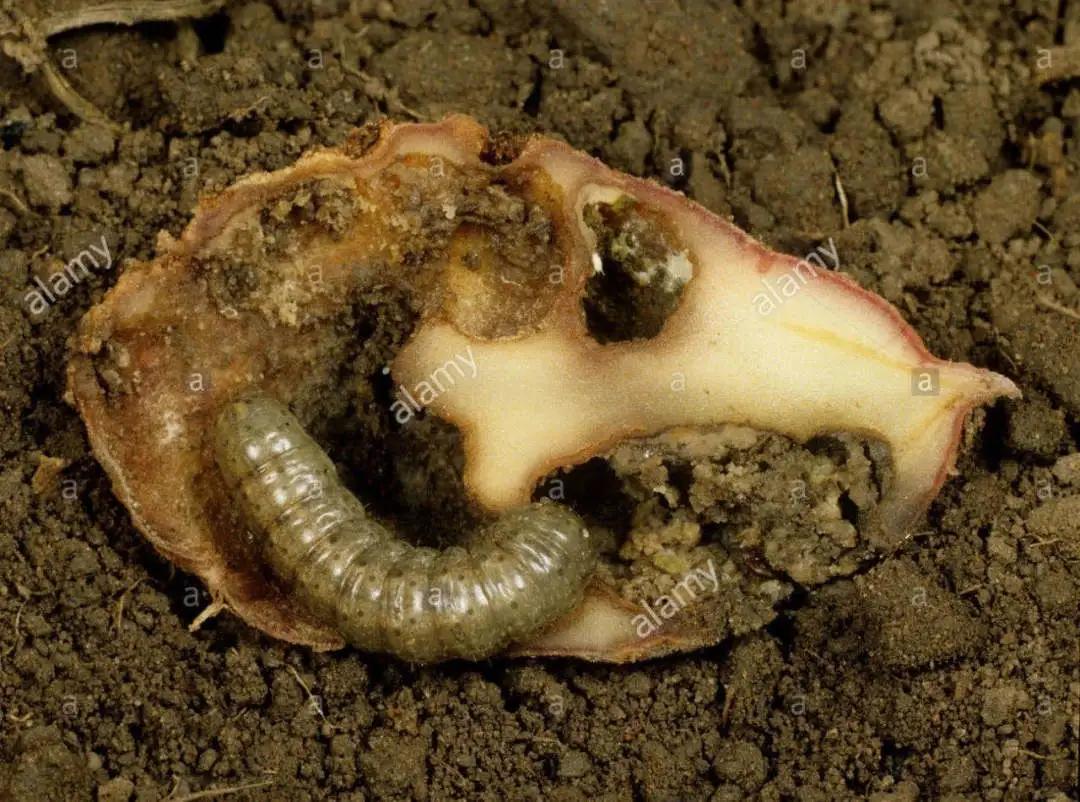 农田地下害虫怎么处理,病虫害防治地上地下害虫通通搞定