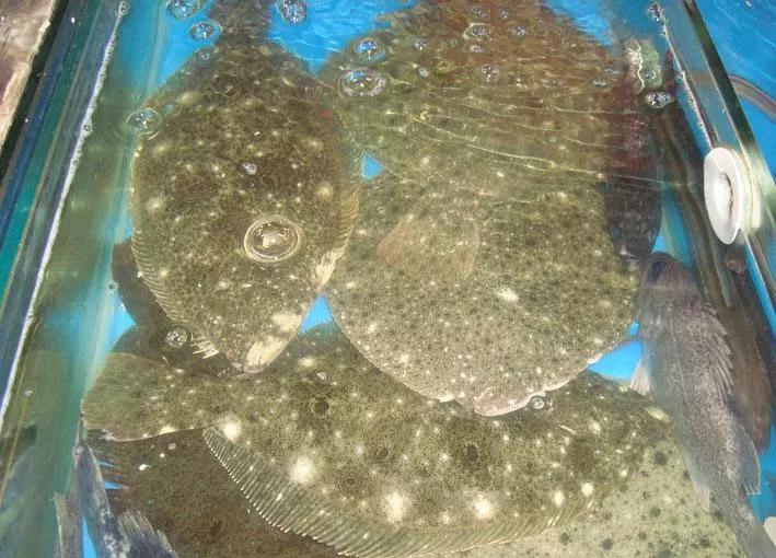 开海什么海鲜最好,开海季肥美海鲜