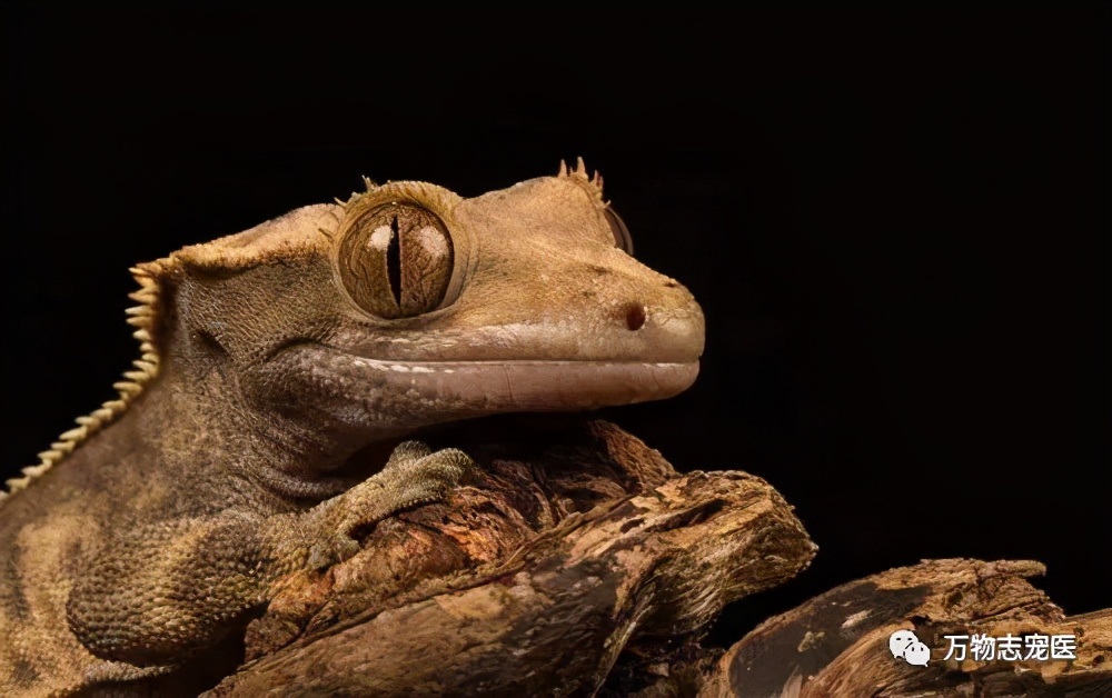 守宫幼体饲养入门常识,新宠到家怎么养