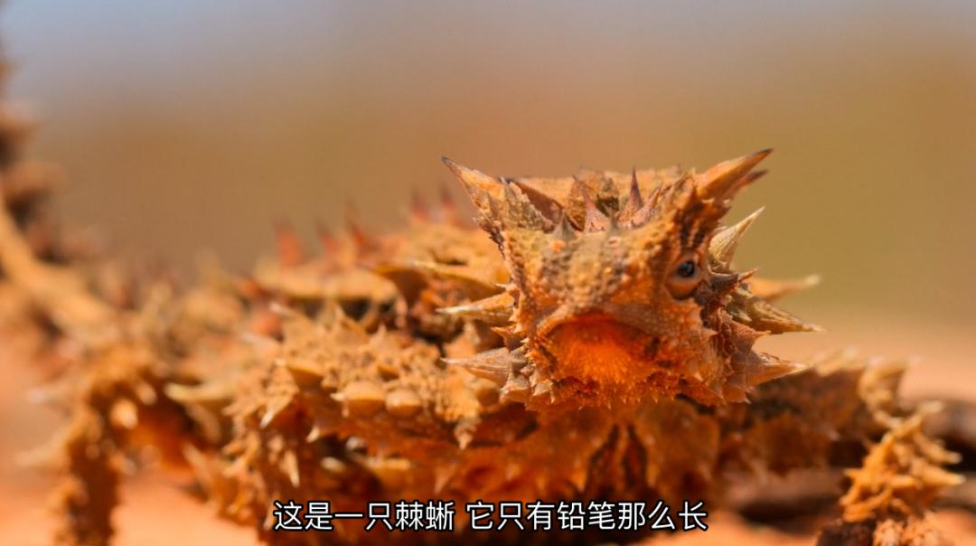 豆瓣9.6！娃刷到停不下来，还能看出人生大道理