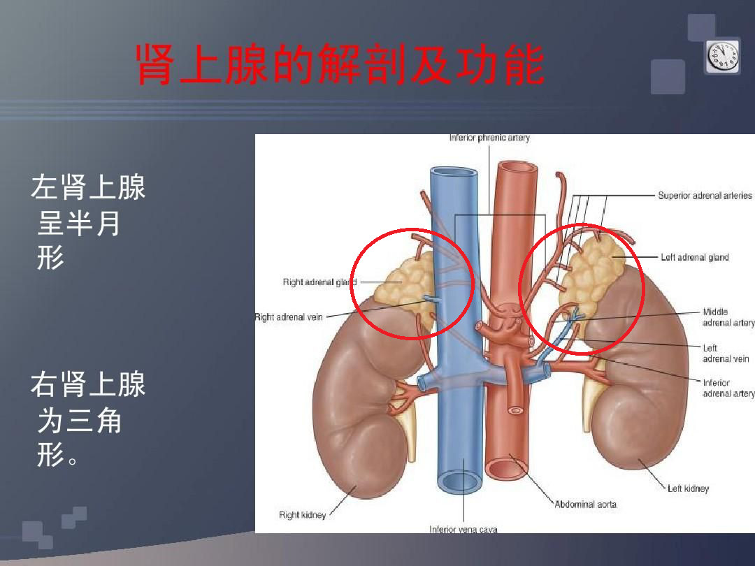 为什么吃一粒激素药长那么胖,激素药致胖