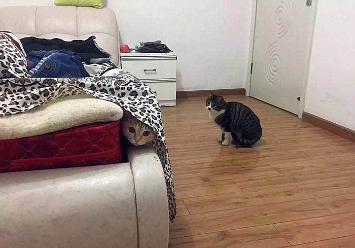 带猫咪回家过年猫咪害怕怎么办,过年带猫回家猫咪特别害怕怎么办