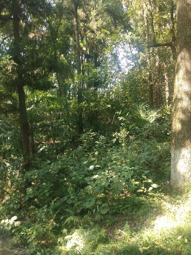 襄阳人苞谷味在臆想中的古隆中卧龙岗居于何地?