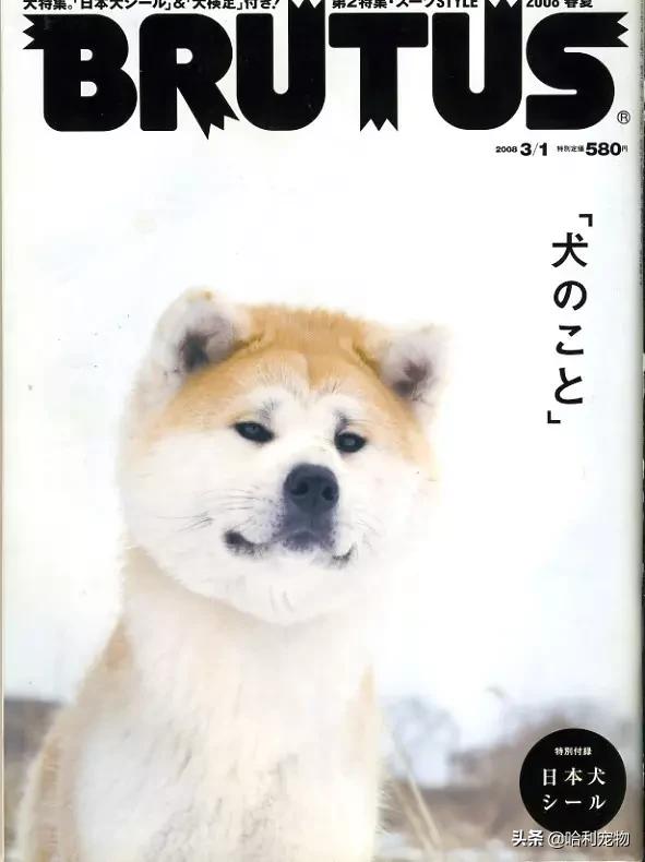 柴犬感染力大吗,柴犬占有欲很强吗