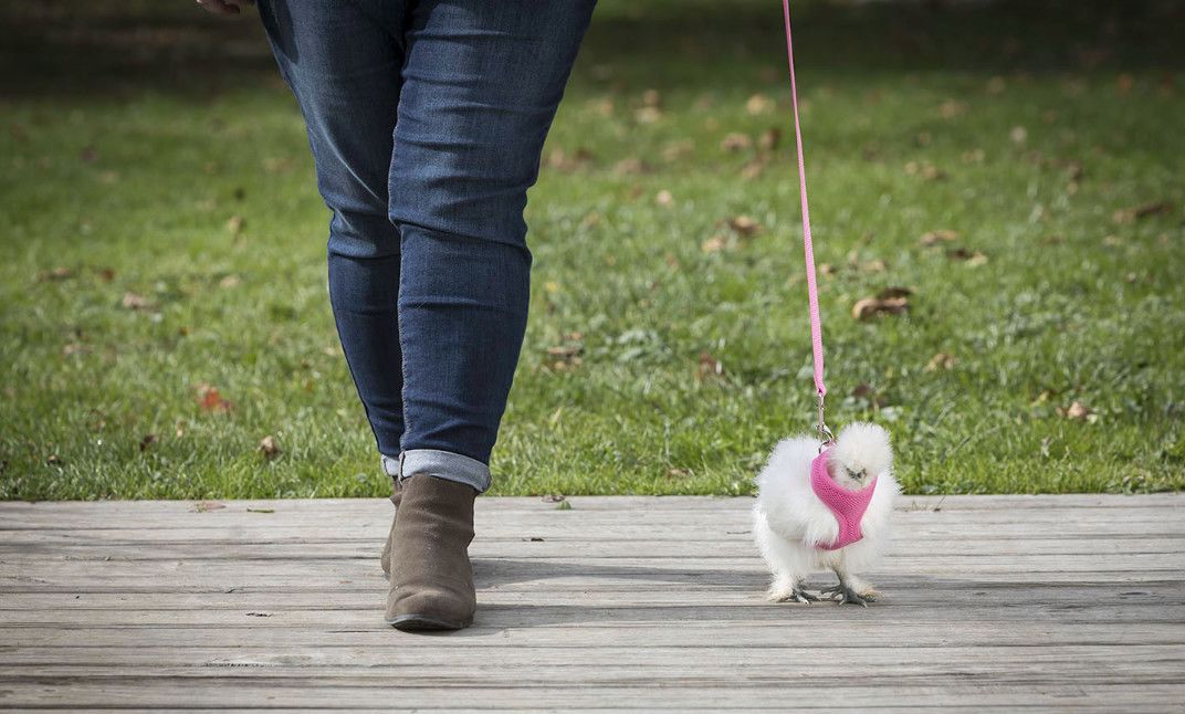 奇葩养宠物,可以合法饲养的奇葩宠物