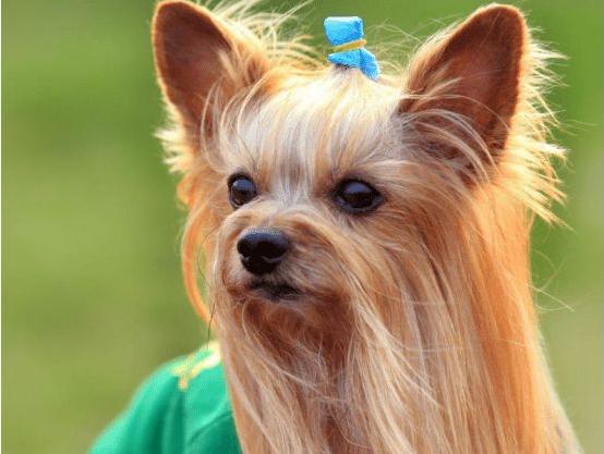 约克夏犬为啥那么多人养,为什么说约克夏是最难养的狗