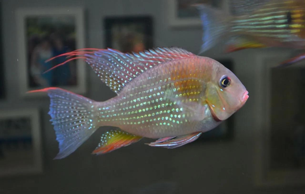 成品鱼缸上滤盒改造,制作一口鱼缸需要多少钱