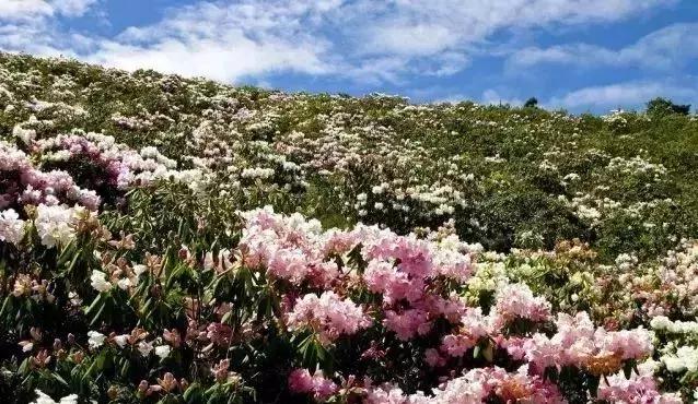 凉山州哪里可以赏花,西昌赏花攻略