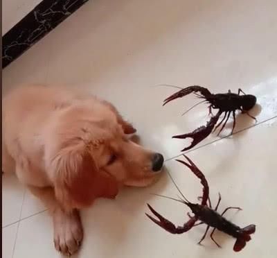 小金毛拆家后一脸无辜,小金毛拆家被教训