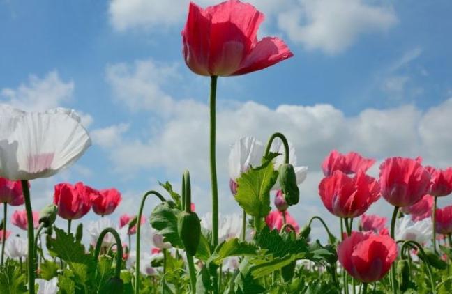 老人误种100株,七旬老人种4千多棵烟被判5年