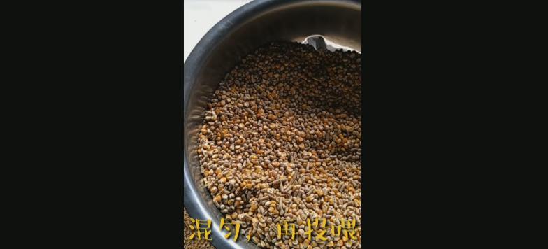 新手养鸽怕鸽子飞掉怎么办,鸽子吃食太浪费咋办