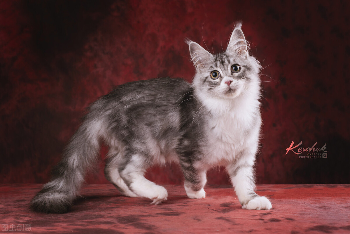 缅因猫怎么分辨纯不纯,缅因猫如何看纯不纯