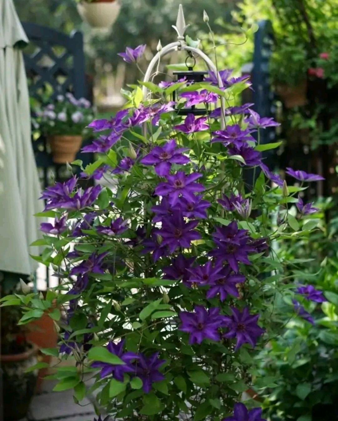 这8种花你不要乱浇水,新手种花品种推荐