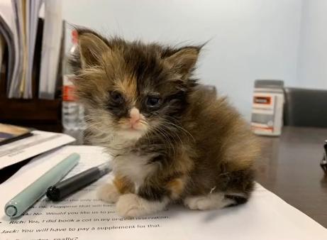 捡到一只被遗弃的小奶猫要怎么养,被猫妈遗弃了一只小奶猫