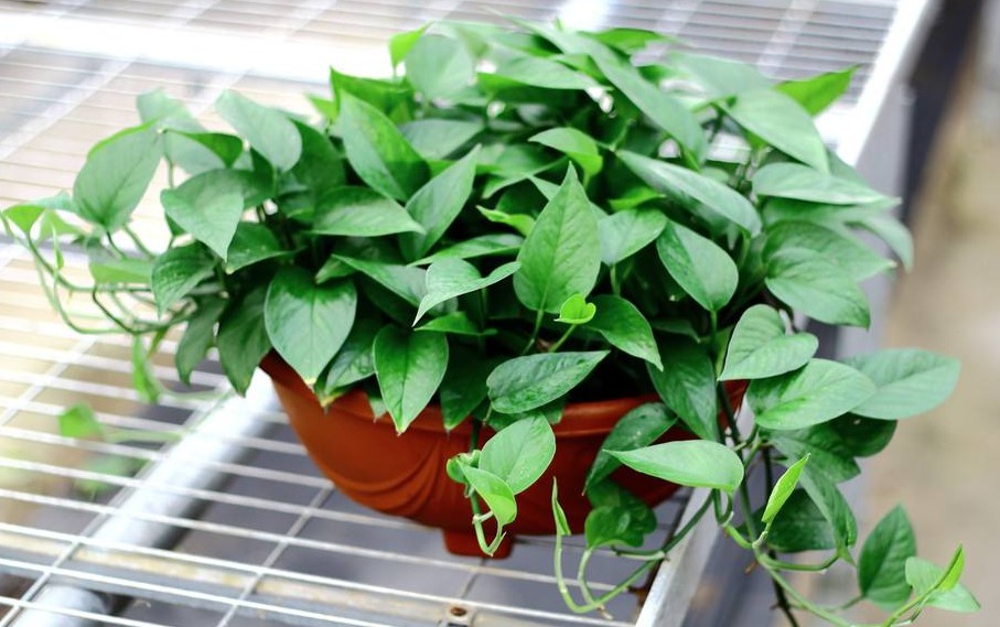 绿萝都养不活还能养什么花,好养活的懒人花绿萝