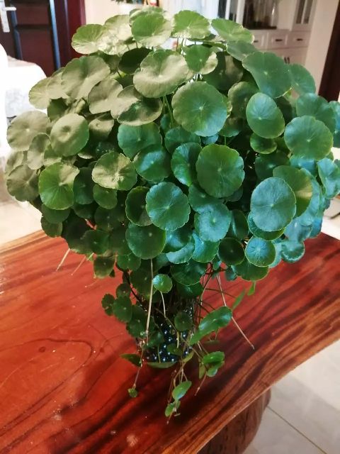 铜钱草叶片上有虫子怎么办,铜钱草有虫子怎么办